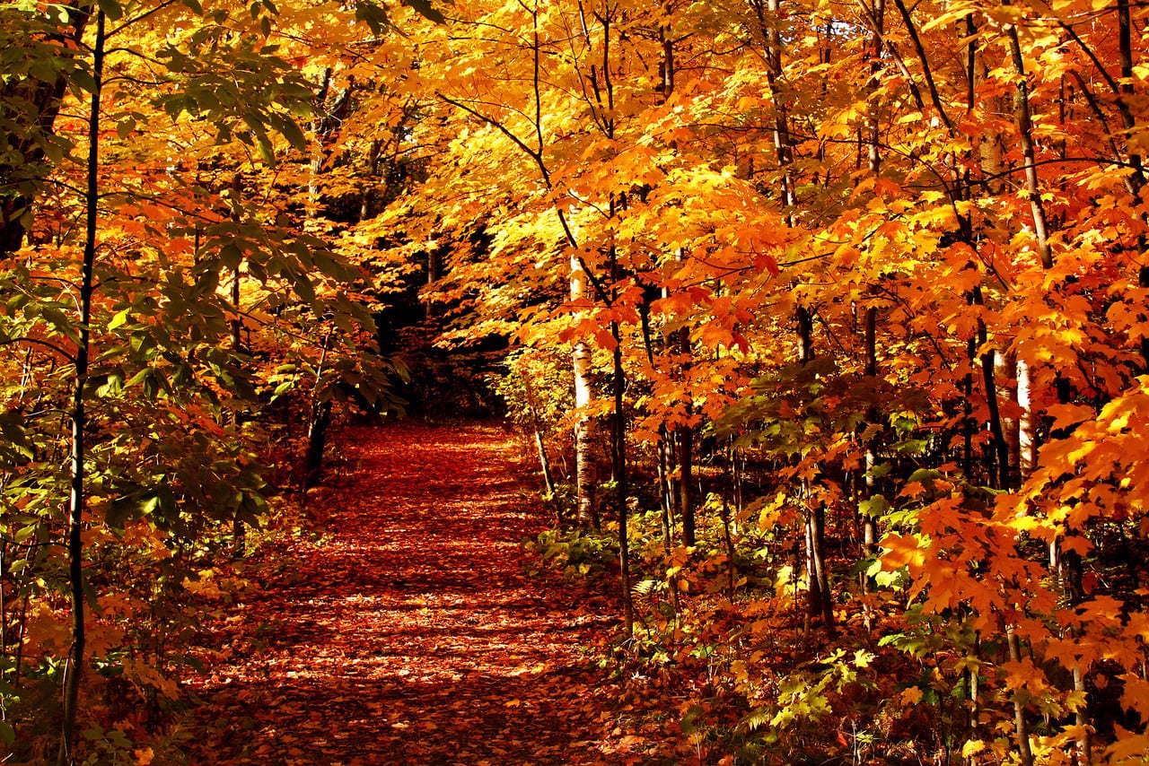 FallColorsBagleyNatureArea Beacon Pointe Duluth Lakeview Hotel